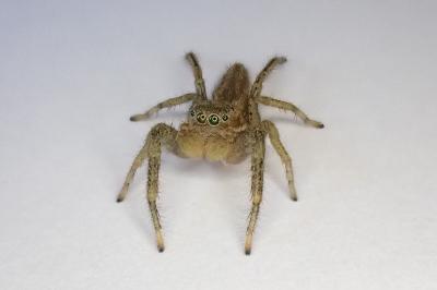 <i>Marpissa radiata</i>