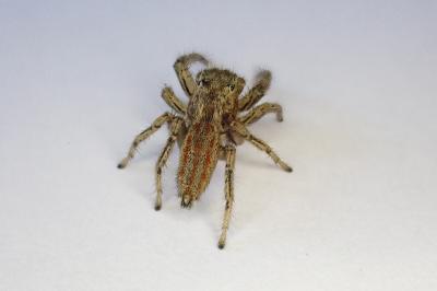 <i>Marpissa radiata</i>