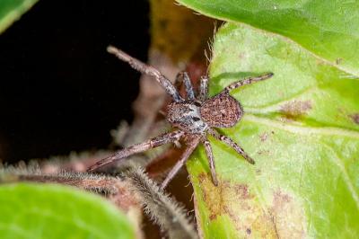 <i>Xysticus</i>