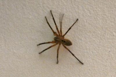 <i>Zoropsis spinimana</i>