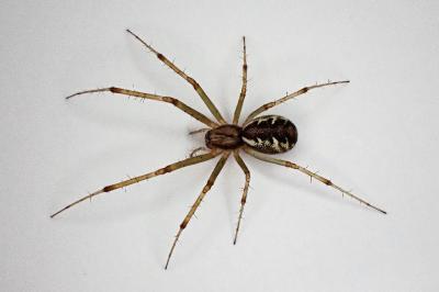 <i>Linyphia triangularis</i>