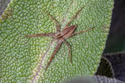 <i>Pisaura mirabilis</i>
