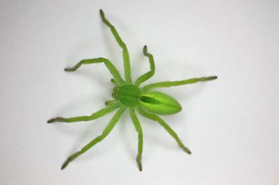 <i>Micrommata virescens</i>