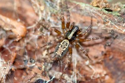 <i>Pardosa</i>