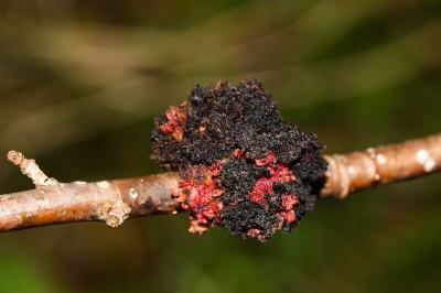 <i>Aceria populi</i>