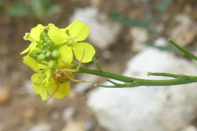 <i>Thomisus</i>