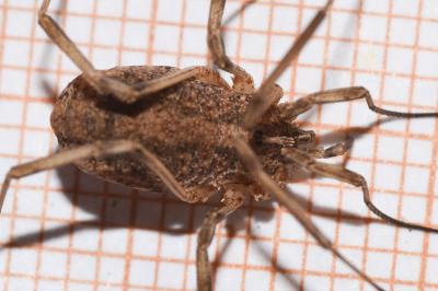 <i>Odiellus spinosus</i>