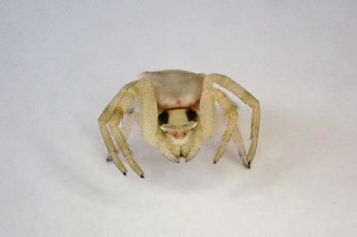 <i>Thomisus onustus</i>