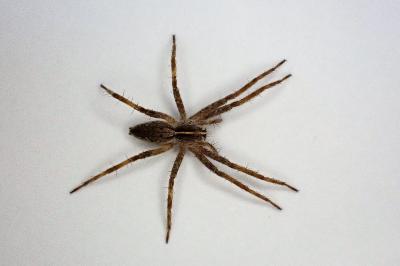 <i>Pisaura mirabilis</i>