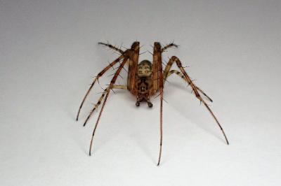 <i>Metellina segmentata</i>