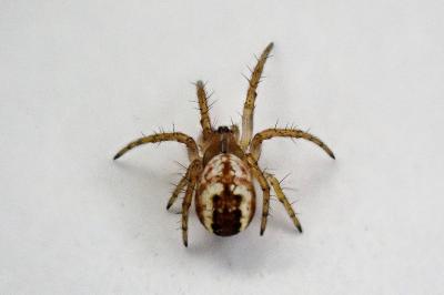 <i>Mangora acalypha</i>