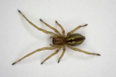 <i>Cheiracanthium</i>