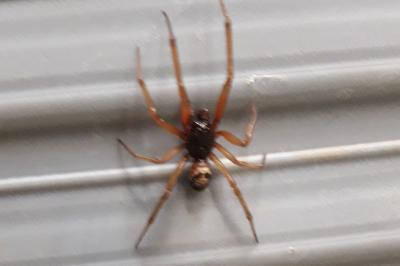 <i>Steatoda</i>