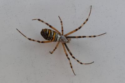 <i>Argiope bruennichi</i>