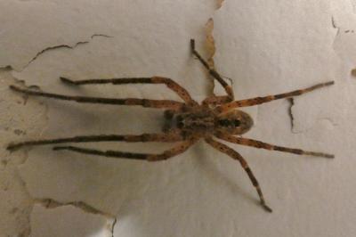 <i>Zoropsis spinimana</i>
