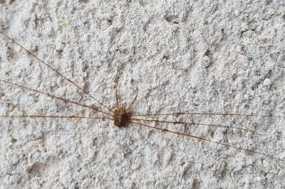 <i>Dicranopalpus ramosus</i>