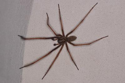 <i>Tegenaria</i>