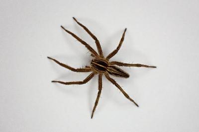 <i>Pisaura mirabilis</i>