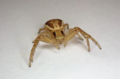 <i>Xysticus ulmi</i>