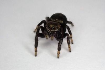 <i>Evarcha arcuata</i>
