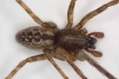 <i>Segestria bavarica</i>