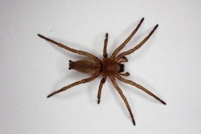 <i>Drassodes</i>