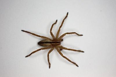 <i>Micrommata ligurina</i>