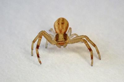 <i>Runcinia grammica</i>