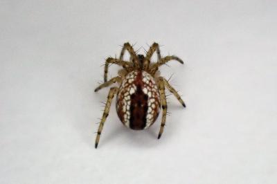 <i>Mangora acalypha</i>
