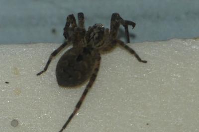 <i>Zoropsis spinimana</i>