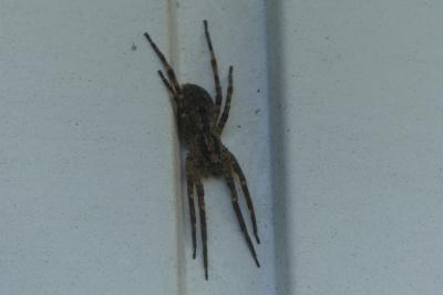 <i>Zoropsis spinimana</i>