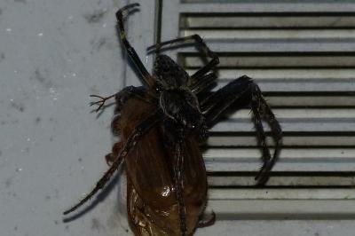 <i>Nuctenea umbratica</i>