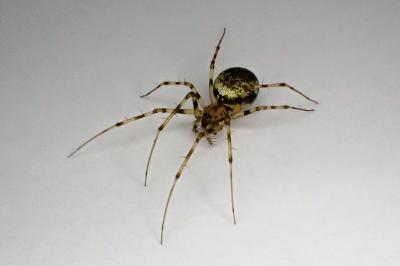 <i>Drapetisca socialis</i>