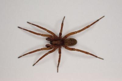 <i>Agroeca</i>