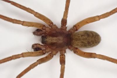 <i>Agroeca</i>