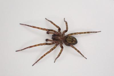 <i>Amaurobius</i>