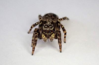 <i>Pseudeuophrys</i>