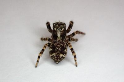 <i>Pseudeuophrys</i>