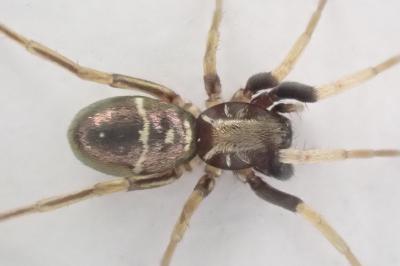 <i>Micaria pulicaria</i>