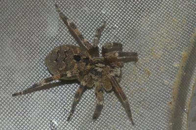 <i>Zoropsis spinimana</i>