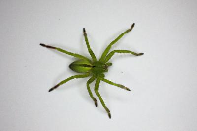 <i>Micrommata ligurina</i>