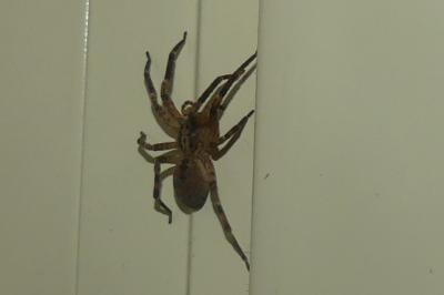 <i>Zoropsis spinimana</i>