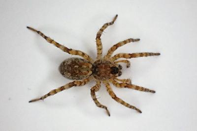 <i>Arctosa cinerea</i>