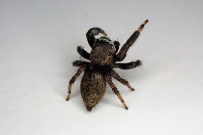 <i>Evarcha arcuata</i>