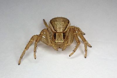 <i>Xysticus ulmi</i>