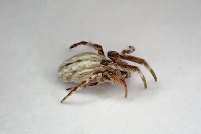 <i>Uloborus walckenaerius</i>