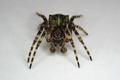 <i>Gibbaranea gibbosa</i>