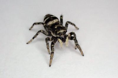 <i>Salticus scenicus</i>