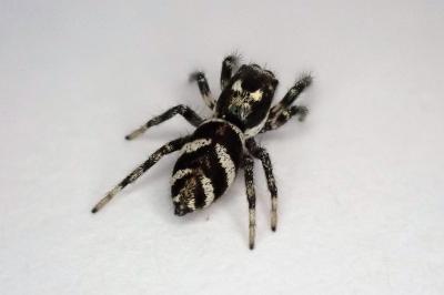 <i>Salticus scenicus</i>