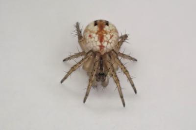 <i>Mangora acalypha</i>